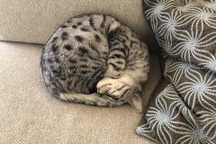 Luna Mau Silver female #6 DOB 4-15-16