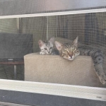 Luna Egyptian Mau, silver female, dob 4-15-16