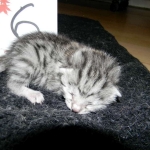 Egyptian Mau, silver female, dob 4-15-16