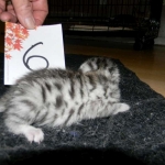 Egyptian Mau, silver female, dob 4-15-16