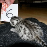 Egyptian Mau, silver female, dob 4-15-16