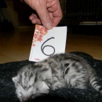 Egyptian Mau, silver female, dob 4-15-16