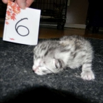 Egyptian Mau, silver female, dob 4-15-16