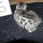 Egyptian Mau, silver female, dob 4-15-16