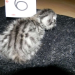 Egyptian Mau, silver female, dob 4-15-16