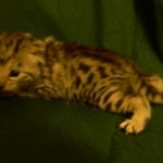 Egyptian Mau, silver female, dob 4-15-16