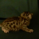 Egyptian Mau, silver female, dob 4-15-16