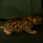 Egyptian Mau, silver female, dob 4-15-16