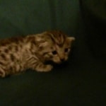 Egyptian Mau, silver female, dob 4-15-16