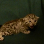 Egyptian Mau, silver female, dob 4-15-16