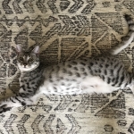 Luna, Egyptian Mau, silver female, dob 4-15-16
