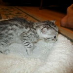 Egyptian Mau, silver female, dob 4-15-16