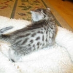 Egyptian Mau, silver female, dob 4-15-16