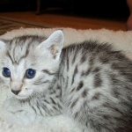Egyptian Mau, silver female, dob 4-15-16