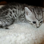Egyptian Mau, silver female, dob 4-15-16