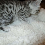 Egyptian Mau, silver female, dob 4-15-16