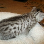 Egyptian Mau, silver female, dob 4-15-16