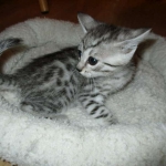 Egyptian Mau, silver female, dob 4-15-16
