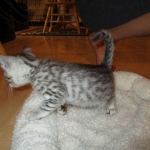 Egyptian Mau, silver female, dob 4-15-16