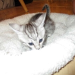 Egyptian Mau, silver female, dob 4-15-16