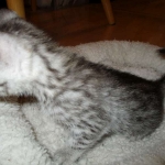 Egyptian Mau, silver female, dob 4-15-16