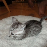 Egyptian Mau, silver female, dob 4-15-16