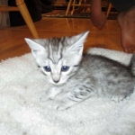Egyptian Mau, silver female, dob 4-15-16