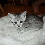 Egyptian Mau, silver female, dob 4-15-16