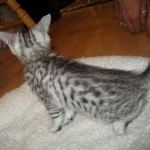 Egyptian Mau, silver female, dob 4-15-16