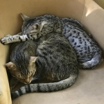 Luna and Oz, Egyptain Maus