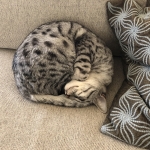 Luna, Egyptian Mau, silver female, dob 4-15-16