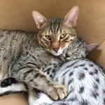 Luna and Oz, Egyptain Maus