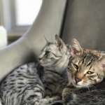 Luna and Oz, Egyptain Maus