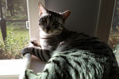 Silvy Mau silver Female #3 Some Tarnish DOB 4-15-16