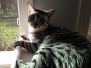 Silvy Mau silver Female #3 Some Tarnish DOB 4-15-16