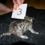 Mau, silver w/tarnish female DOB 4-15-16