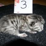 Mau, silver w/tarnish female DOB 4-15-16