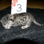 Mau, silver w/tarnish female DOB 4-15-16