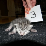 Mau, silver w/tarnish female DOB 4-15-16