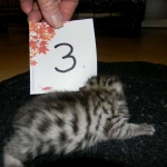 Mau, silver w/tarnish female DOB 4-15-16