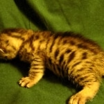 Mau, silver w/tarnish female DOB 4-15-16