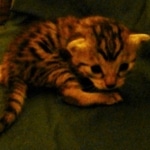 Mau, silver w/tarnish female DOB 4-15-16