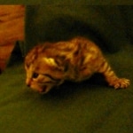 Mau, silver w/tarnish female DOB 4-15-16