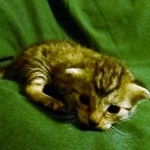 Mau, silver w/tarnish female DOB 4-15-16