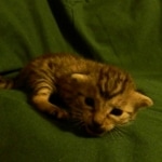 Mau, silver w/tarnish female DOB 4-15-16