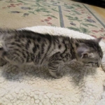 Mau, silver w/tarnish female DOB 4-15-16