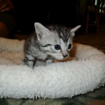 Mau, silver w/tarnish female DOB 4-15-16