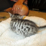 Mau, silver w/tarnish female DOB 4-15-16