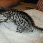 Mau, silver w/tarnish female DOB 4-15-16