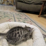 Mau, silver w/tarnish female DOB 4-15-16